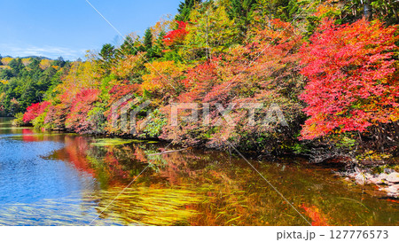 秋の白駒池 127776573