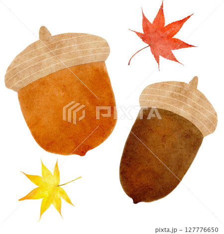 ドングリ　どんぐり　水彩　イラスト 127776650