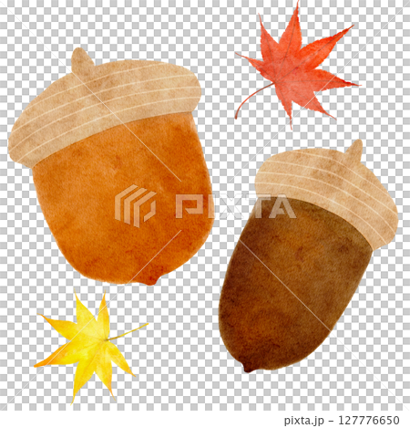 ドングリ　どんぐり　水彩　イラスト 127776650