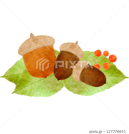 ドングリ　どんぐり　水彩　イラスト 127776651