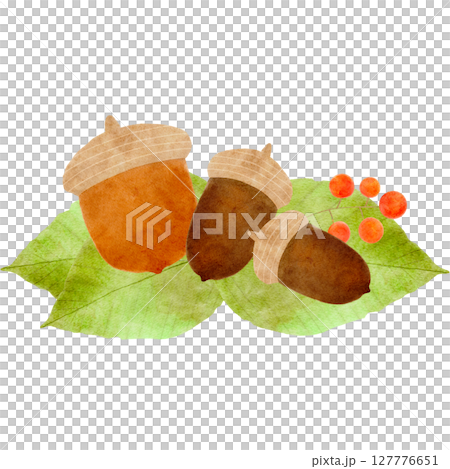 ドングリ　どんぐり　水彩　イラスト 127776651