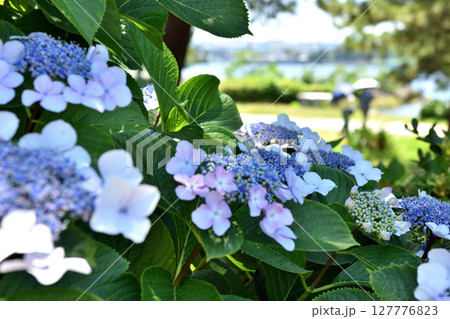 アジサイの間から見える日傘をさした女性 127776823