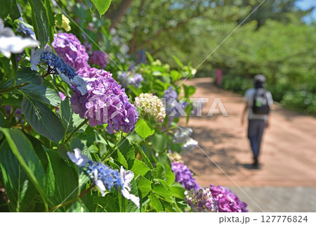 アジサイの咲く公園の坂道を歩く女性 127776824