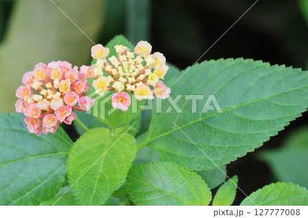 ピンクの花を咲かせるランタナ ピンクの花を咲かせるランタナ 127777008
