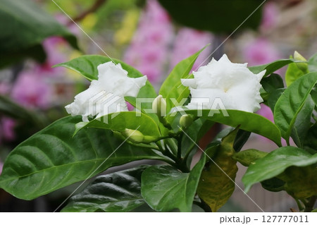 白いサンユウカの花 白いサンユウカの花 127777011