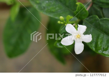 白いセイロンライティアの花 白いセイロンライティアの花 127777012
