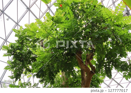 温室のカエンボクの木 127777017