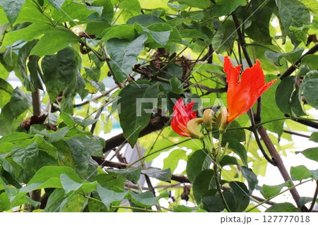 温室のカエンボクの木 127777018