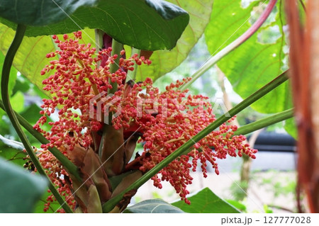 マカランガの赤い小さな花 マカランガの赤い小さな花 127777028