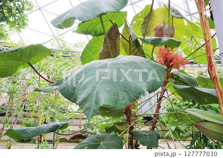 マカランガの赤い小さな花 127777030