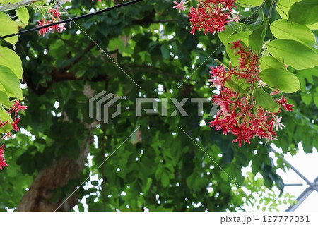 赤い小さなシクンシの花 127777031