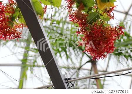 赤い小さなシクンシの花 127777032