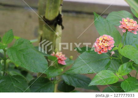 ピンクの花を咲かせるランタナ 127777033