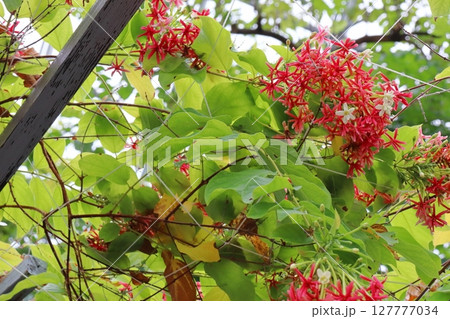 赤い小さなシクンシの花 赤い小さなシクンシの花 127777034