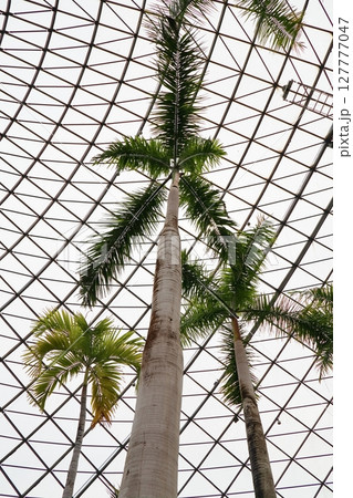 温室の大きなダイオウヤシ 温室の大きなダイオウヤシ 127777047