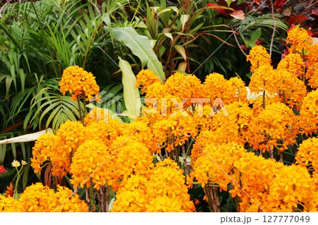 オレンジ色の花を咲かせるエピデンドラム オレンジ色の花を咲かせるエピデンドラム 127777049