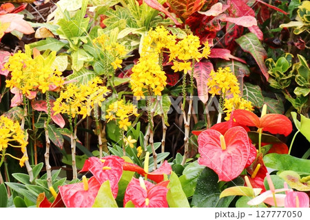 黄色の花を咲かせるエピデンドラムと赤いアンスリウム 黄色の花を咲かせるエピデンドラムと赤いアンスリウム 127777050