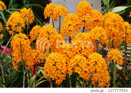 オレンジ色の花を咲かせるエピデンドラム オレンジ色の花を咲かせるエピデンドラム 127777054