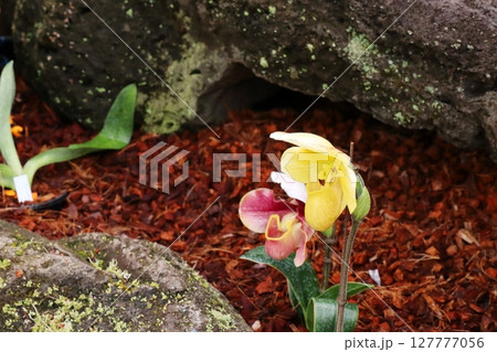 黄色と赤紫のパフィオペディラムの花 黄色と赤紫のパフィオペディラムの花 127777056