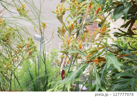 オーストラリア原産の花　グレビレア　ココナッツアイス 127777078