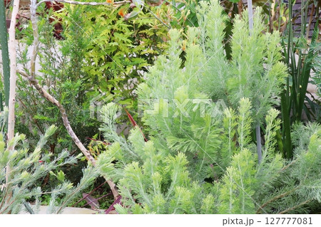 オーストラリア原産のシルバーリーフ　アデナンサス　ウーリーブッシュ 127777081