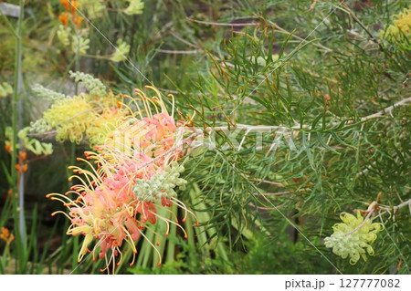 オーストラリア原産の変わった花　グレビレア　ピーチアンドクリーム 127777082