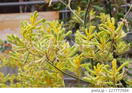 黄色い変わった花　カンガルーポー 127777084