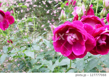 赤紫色の薔薇　バーガンディアイスバーグ 127777088