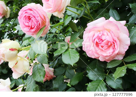 ピンク色の薔薇 ピエール・ドゥ・ロンサール ピンク色の薔薇 ピエール・ドゥ・ロンサール 127777096