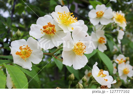 白いの薔薇 シーガル 白いの薔薇 シーガル 127777102
