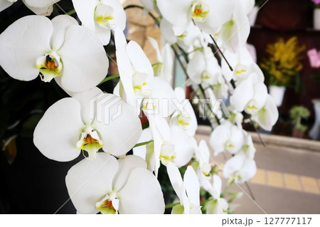 白い胡蝶蘭の花 白い胡蝶蘭の花 127777117