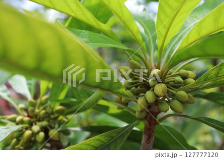 珍しい熱帯果実　未熟なカニステルの実 127777120