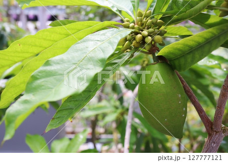 珍しい熱帯果実　未熟なカニステルの実 127777121