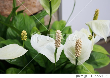 白いスパティフィラムの花 白いスパティフィラムの花 127777122