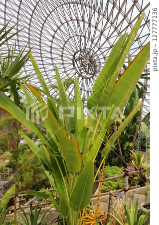 大きな葉を広げるオウギバショウ 127777136