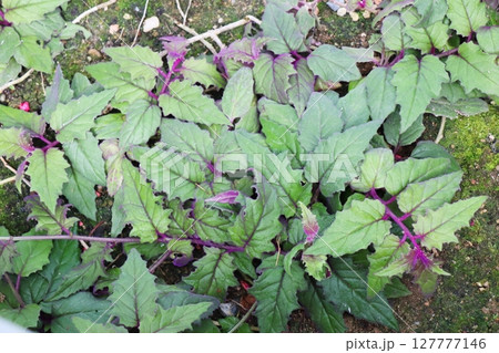 紫色の軸のギヌラ 127777146