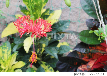 フウリンブッソウゲの赤い花 127777151