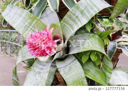 シマサンゴアナナスのピンク色の花 127777156