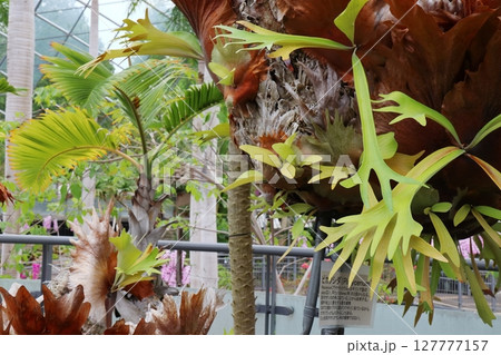温室のビカクシダ 温室のビカクシダ 127777157