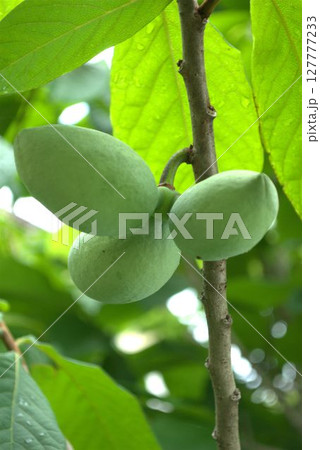 青いポポーの実 127777233