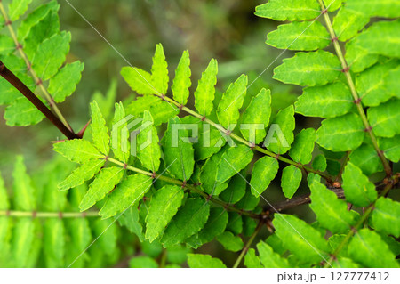 木の芽(鉢植え) 木の芽(鉢植え) 127777412