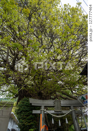 五島列島の初夏　長崎 127777464