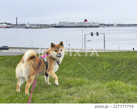 Adorable red Shiba Inu dog happily walking on lush green gras Adorable red Shiba Inu dog happily walking on lush green gras 127777739