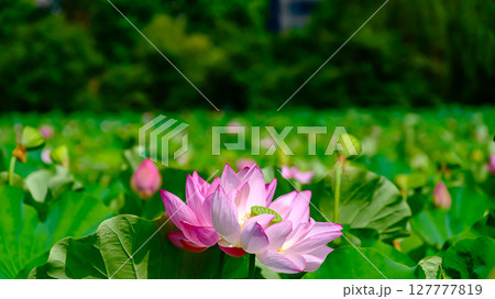 咲く蓮の花 咲く蓮の花 127777819