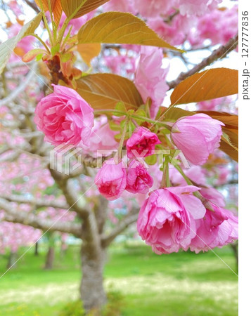 桜の木 桜の木 127777836
