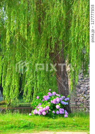 アジサイのある風景 アジサイのある風景 127777858