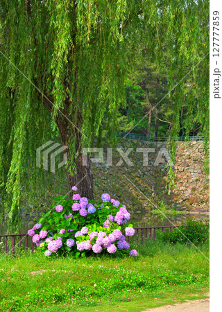 アジサイのある風景 127777859