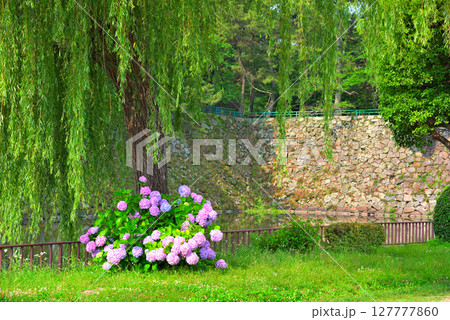 アジサイのある風景 127777860