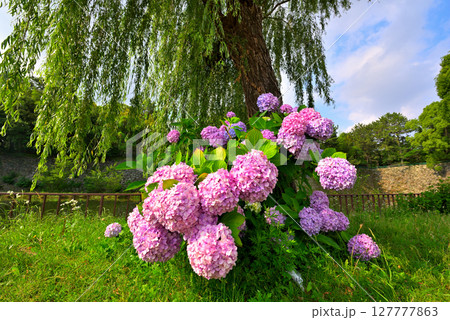 アジサイのある風景 127777863