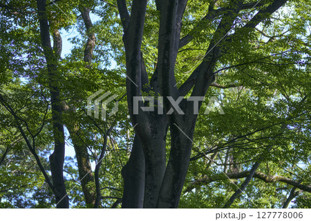 晴れた青い空と森林と緑の葉 晴れた青い空と森林と緑の葉 127778006